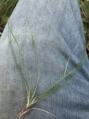 Festuca rubra