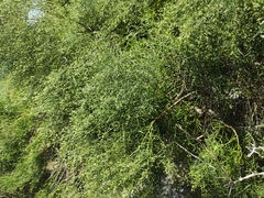 Baccharis angustifolia