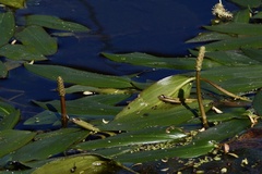 Potamogeton ferrugineus