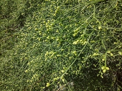 Baccharis angustifolia