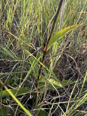 Silphium confertifolium