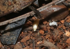 Atelurinae