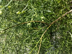 Baccharis angustifolia