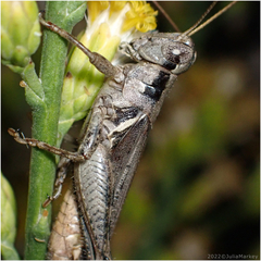 Melanoplus cinereus
