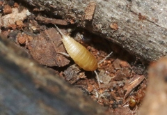 Atelurinae