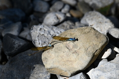 Argia rhoadsi