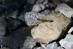Argia rhoadsi