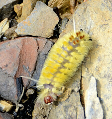 Lophocampa annulosa