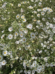 Symphyotrichum firmum