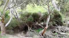 Melaleuca brevifolia