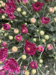 Chrysanthemum morifolium