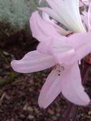 Amaryllis belladonna