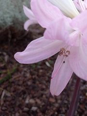 Amaryllis belladonna