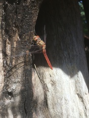 Sympetrum frequens
