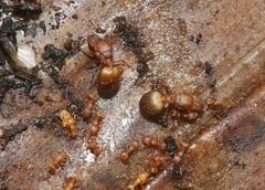 Wasmannia auropunctata