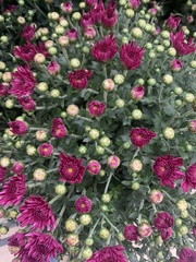 Chrysanthemum morifolium