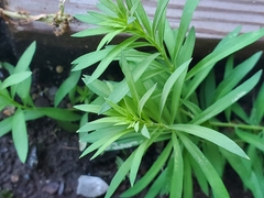 Proserpinaca palustris