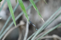 Acanthagrion quadratum
