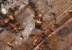 Wasmannia auropunctata