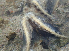 Ophiocoma scolopendrina