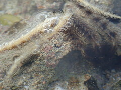 Ophiocoma scolopendrina