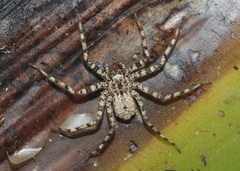 Selenops submaculosus