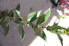 Salix eriocephala