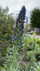 Echium candicans