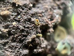 Chlorosplenium chlora