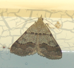 Hemeroplanis historialis