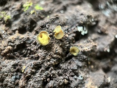 Chlorosplenium chlora