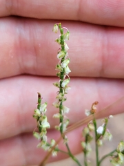 Polygonella articulata