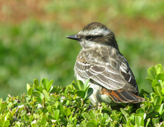 Empidonomus varius