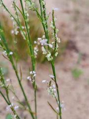 Polygonella articulata
