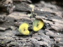 Chlorosplenium chlora