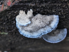 Cyanosporus caesius