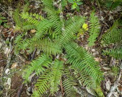 Polystichum proliferum