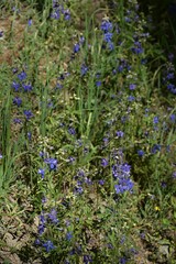 Delphinium nuttallianum