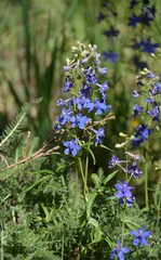 Delphinium nuttallianum