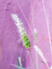 Setaria