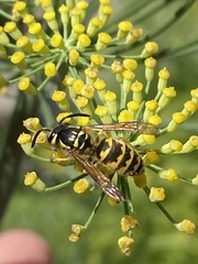 Vespula flavopilosa