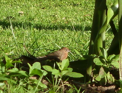 Coryphospingus cucullatus