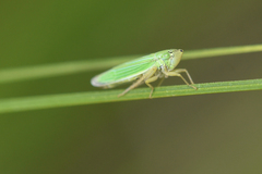 Cicadellini