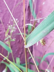 Setaria