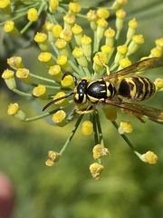 Vespula flavopilosa