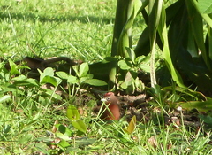 Coryphospingus cucullatus