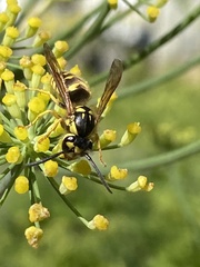 Vespula flavopilosa