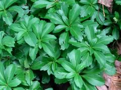 Pachysandra terminalis