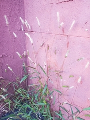 Setaria