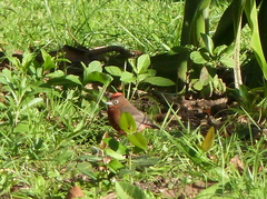 Coryphospingus cucullatus